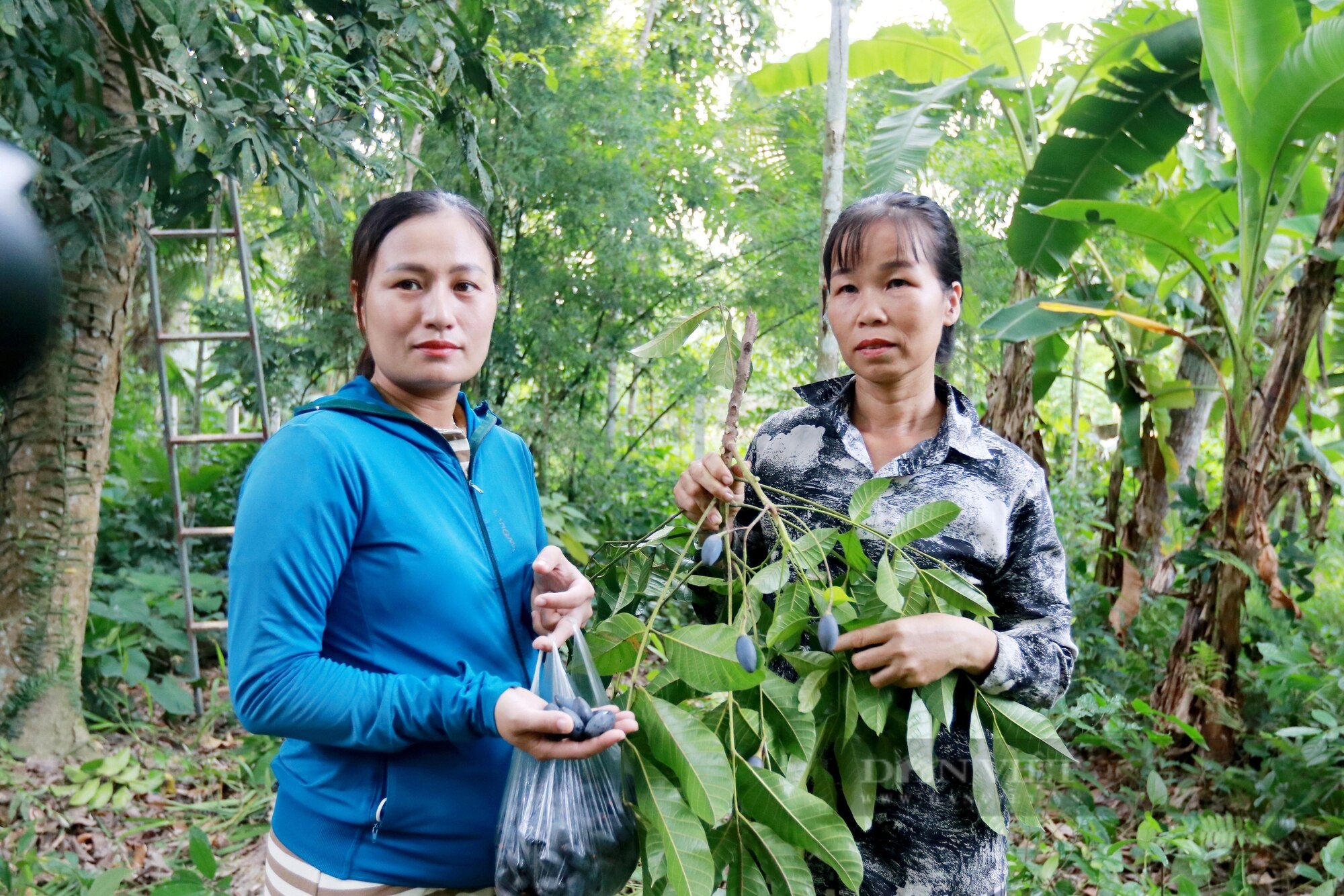 Nông dân miền núi Hà Tĩnh thất thu vì “vàng đen” mất mùa chưa từng có - Ảnh 11.