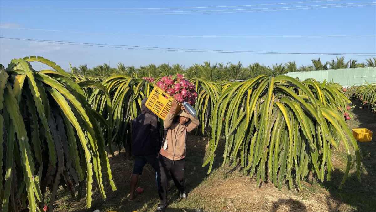 Thu hoạch thanh long tại vườn. Ảnh: Duy Tuấn 