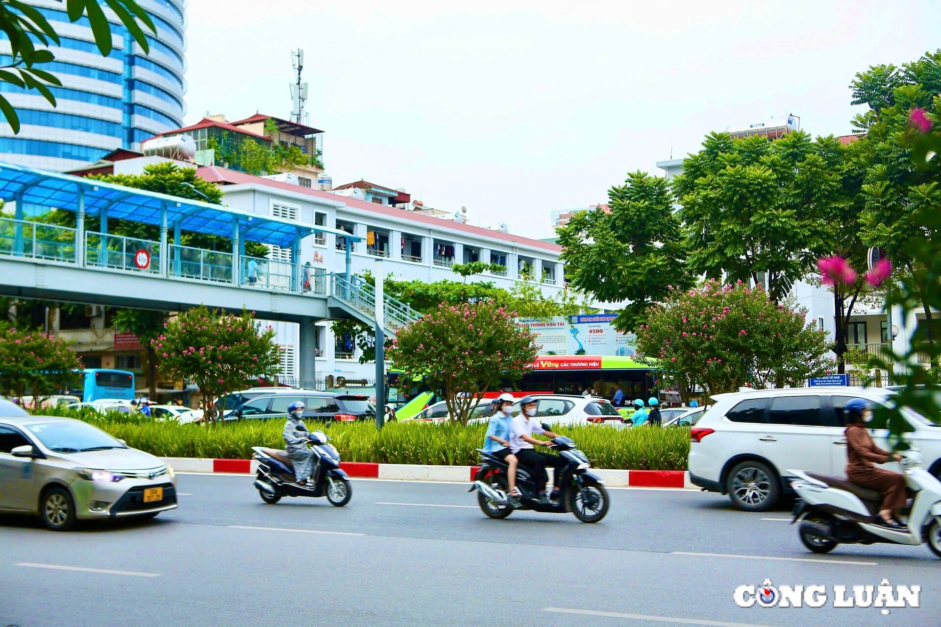 hoa tuong vi khoe sac tren nhieu cung duong tai thu do ha noi hinh 2