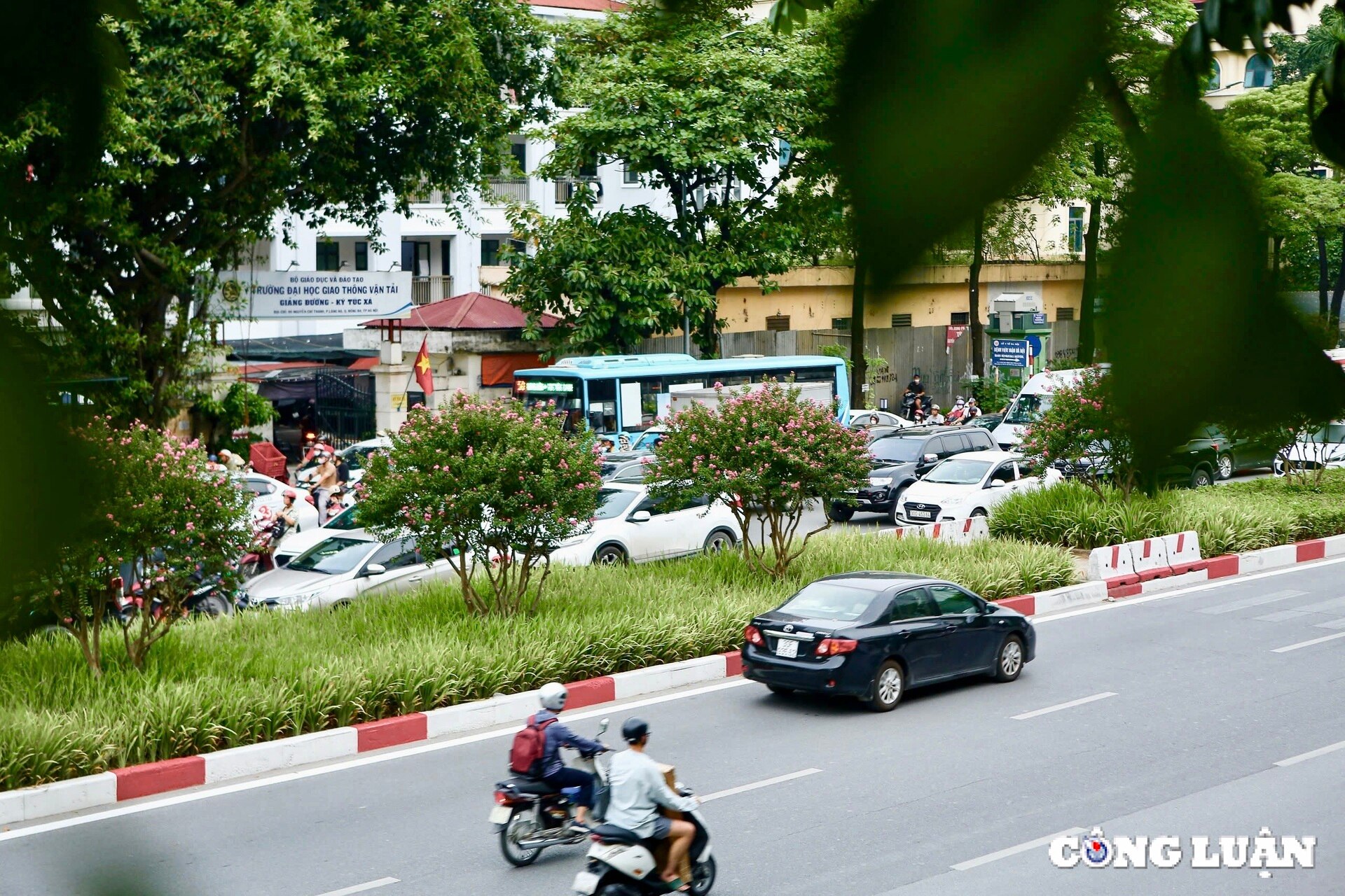 hoa tuong vi khoe sac tren nhieu cung duong tai thu do ha noi hinh 6