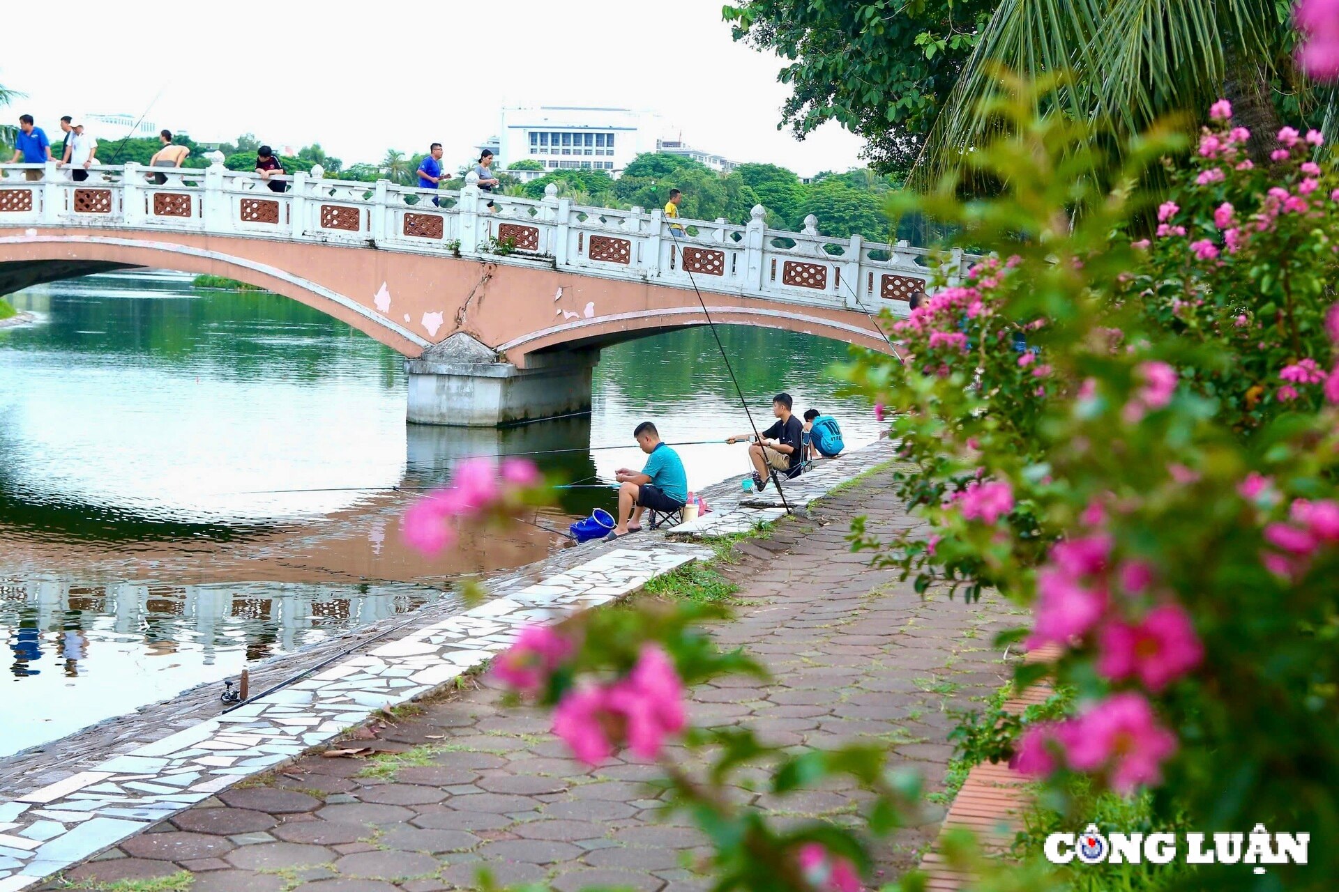 hoa tuong vi khoe sac tren nhieu cung duong tai thu do ha noi hinh 7