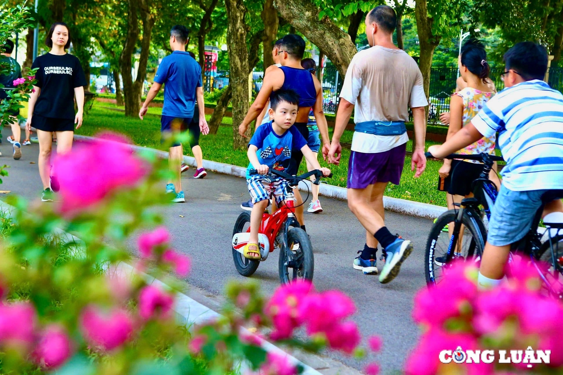 hoa tuong vi khoe sac tren nhieu cung duong tai thu do ha noi hinh 8