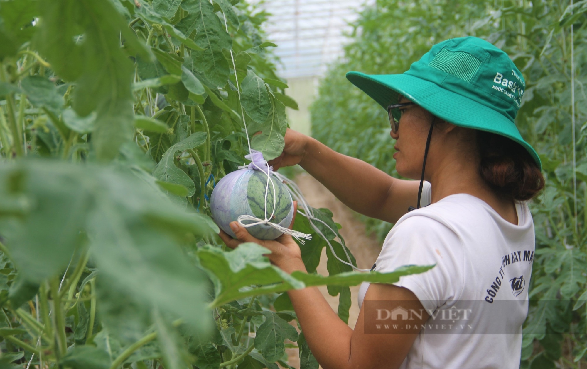 SunMart+ trang trại hữu cơ đẹp như phim với đủ loại rau, củ, quả sạch ai đến cũng mê - Ảnh 5.