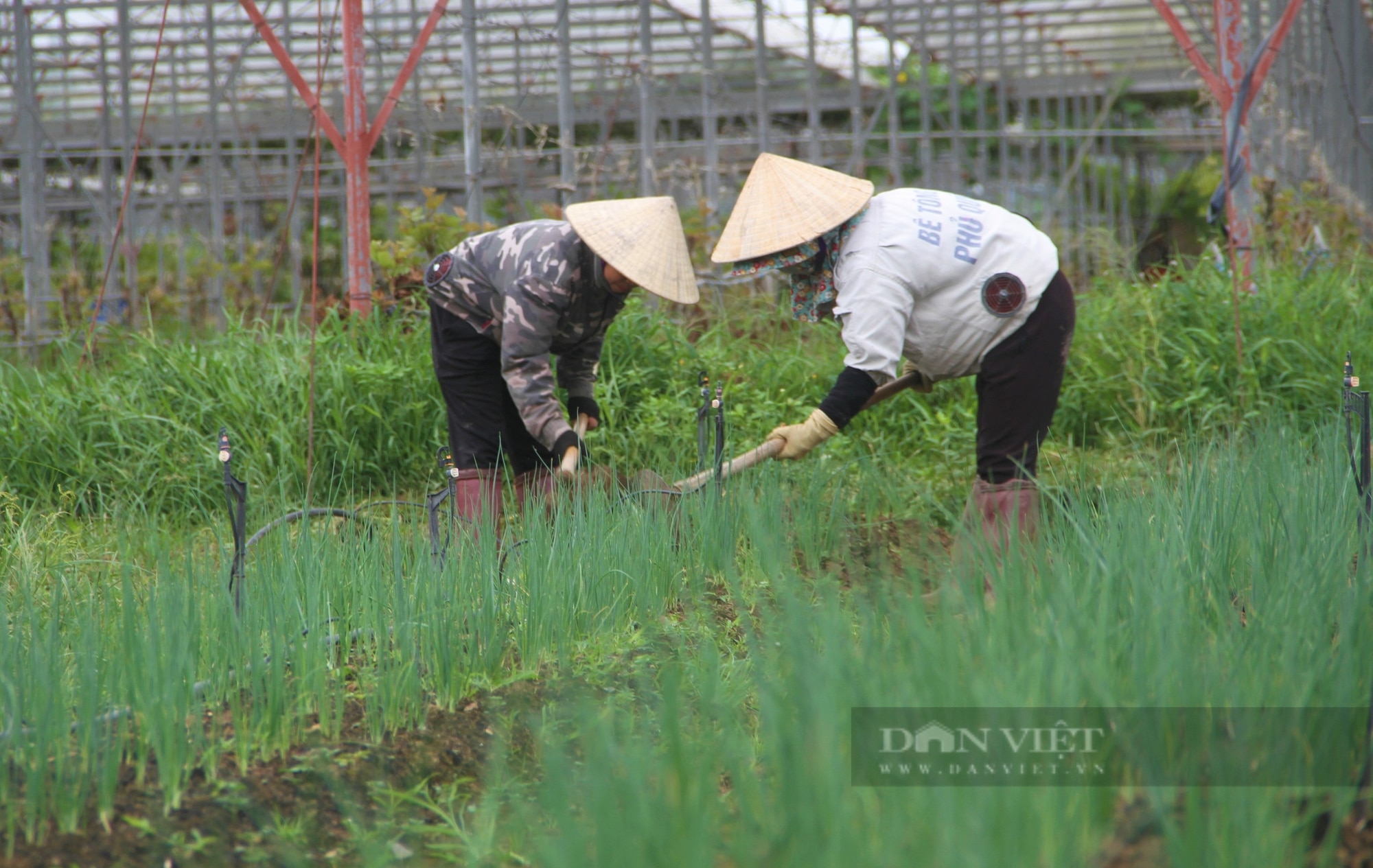 SunMart+ trang trại hữu cơ đẹp như phim với đủ loại rau, củ, quả sạch ai đến cũng mê - Ảnh 9.