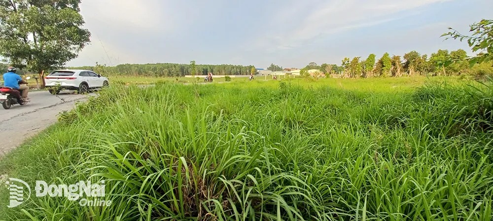 Sao cứ tới mùa này là có nhiều người ở Đồng Nai 