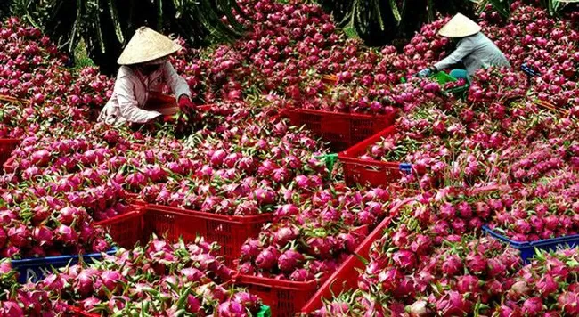 Giá nông sản hôm nay 15/8/2024: Tiêu tăng 2 ngày liên tiếp; giá cau cao gấp 10 lần năm ngoái