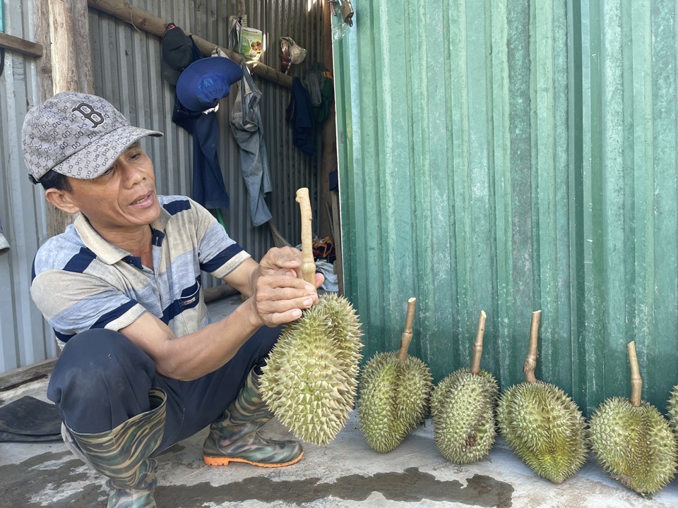 Anh Nguyễn Tấn Hạnh hướng dẫn cách nhận biết thời điểm sầu riêng có thể thu hoạch.