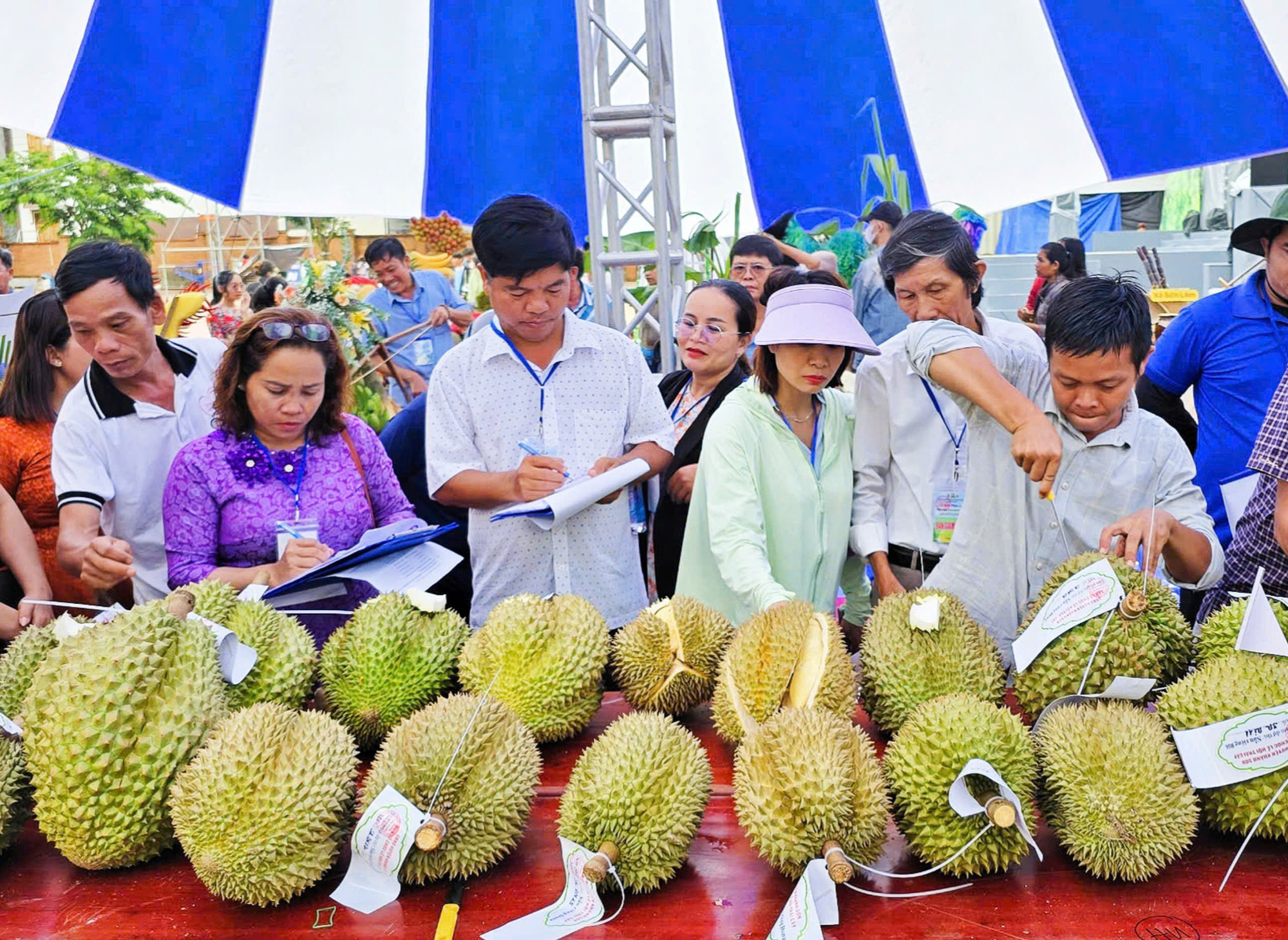 Những trái sầu riêng siêu to tham gia thi tại lễ hội - Ảnh: TRẦN HOÀI