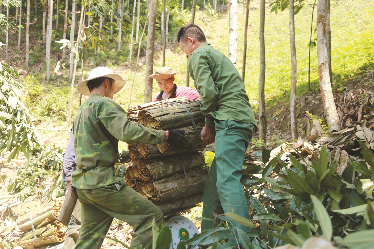 Luật Lâm nghiệp đã tạo thuận lợi hơn cho người trồng rừng