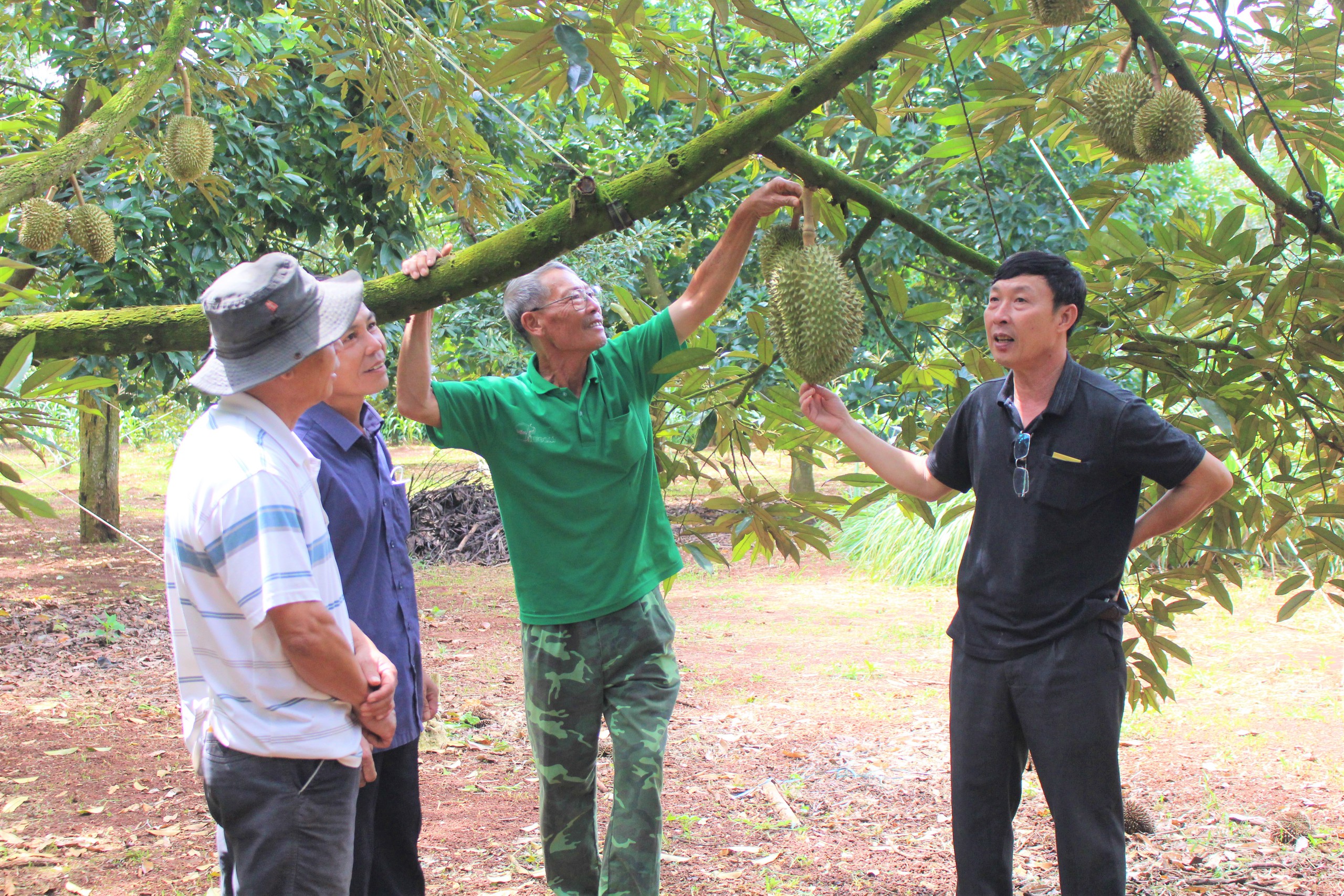 Nhiều trải nghiệm hấp dẫn tại Lễ hội Sầu riêng Krông Pắc lần II năm 2024 - Ảnh 4.