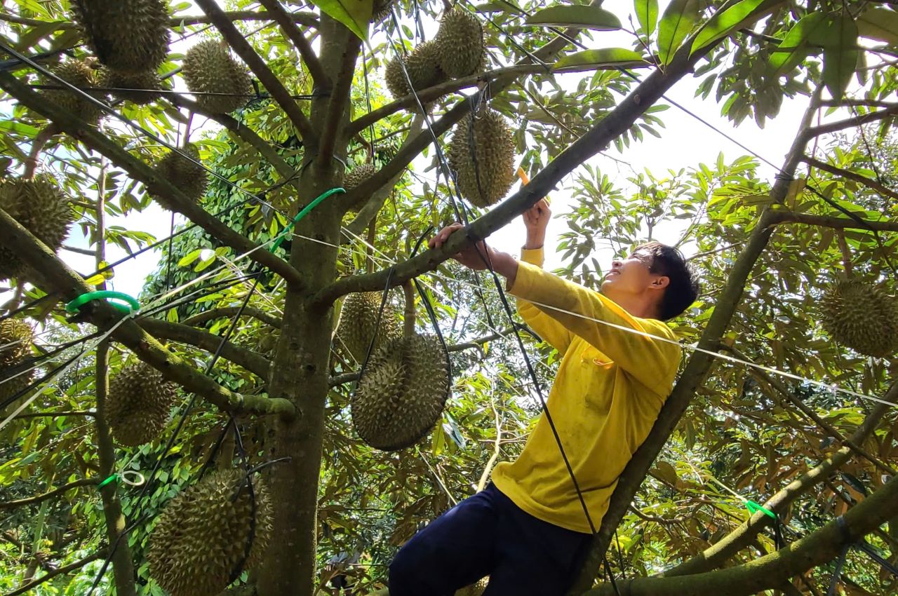 Đấu giá “Nữ hoàng sầu riêng” tại Lễ hội sầu riêng Krông Pắk lần thứ 2 năm 2024 -0