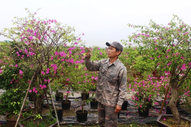 Nghề trồng hoa giấy mang lại thu nhập khá cho nông dân xã Phù Đổng, huyện Gia Lâm. Ảnh: Ánh Ngọc 