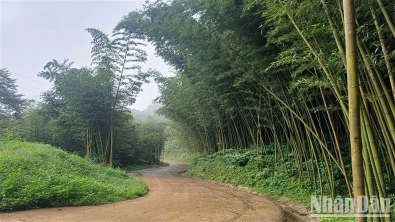 “Lạc” trong rừng trúc ở Nguyên Bình ảnh 4