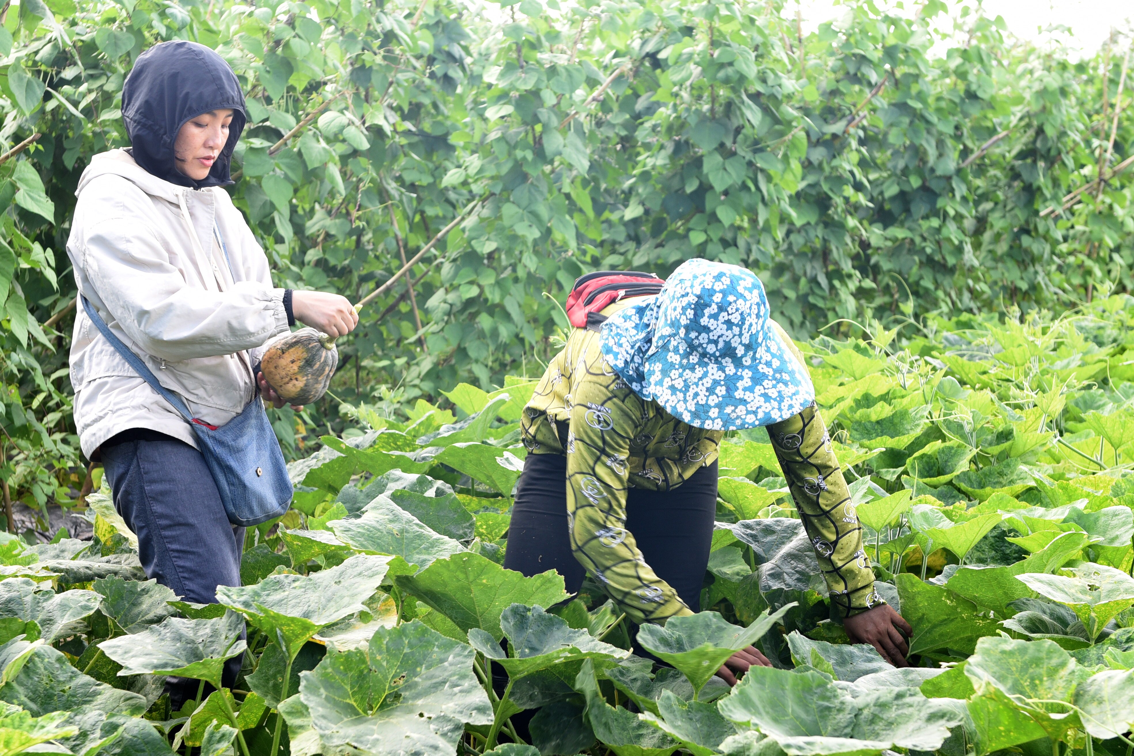 Hoàng Ly hướng dẫn nhân viên thu hoạch trái bí ngô tại trang trại