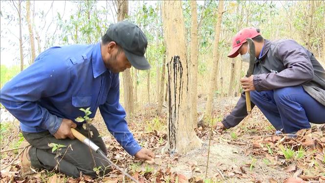 Ở một làng xa xôi của Gia Lai, dân ngày đêm canh chừng rừng gỗ quý-loài cây có tên trong sách Đỏ Việt Nam - Ảnh 3.