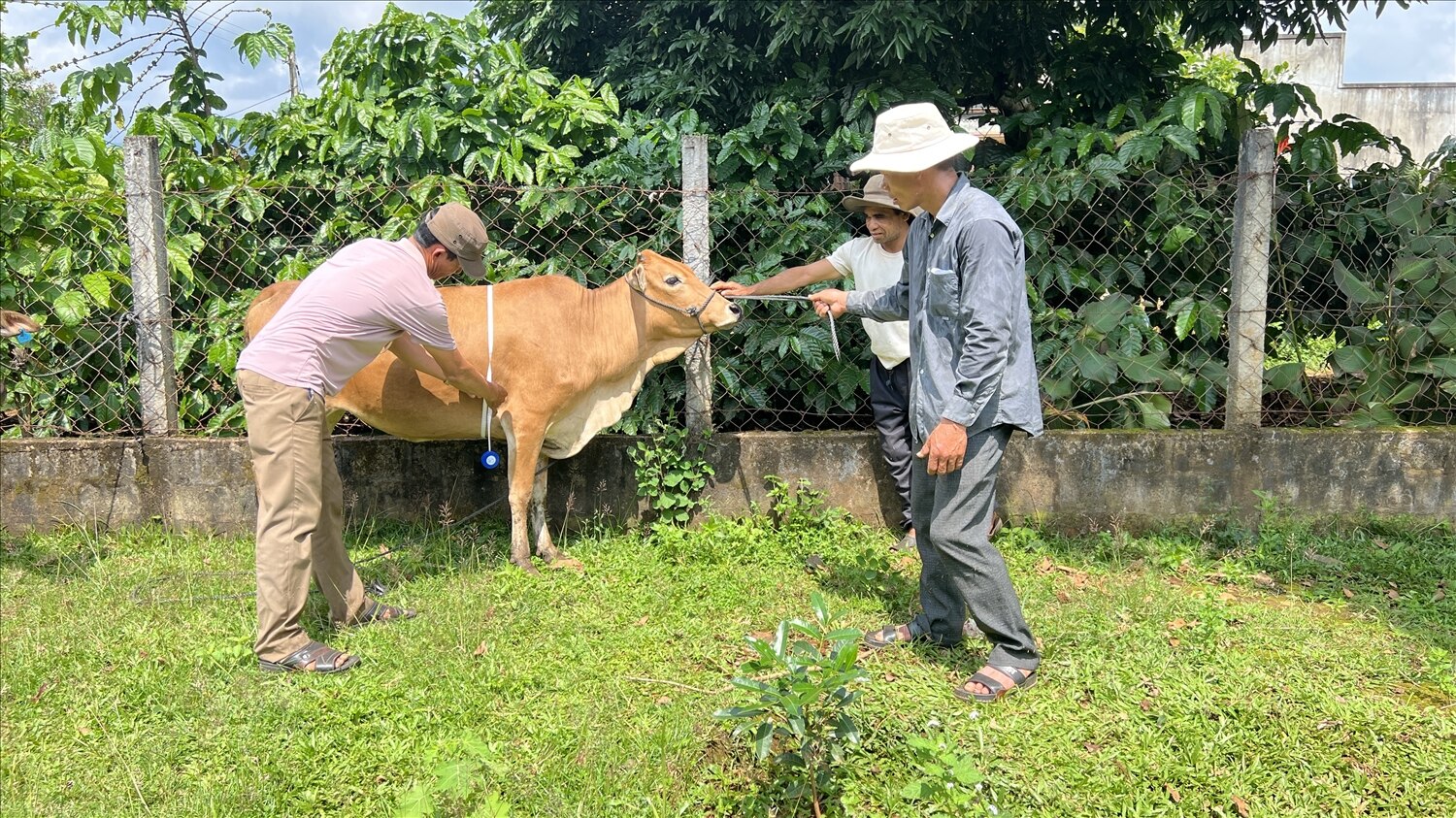 Các đơn vị liên quan tiến hành nghiệm thu, thẩm định chất lượng bò cái sinh sản cho các hộ thụ hưởng Dự án Hỗ trợ phát triển sản xuất cộng đồng