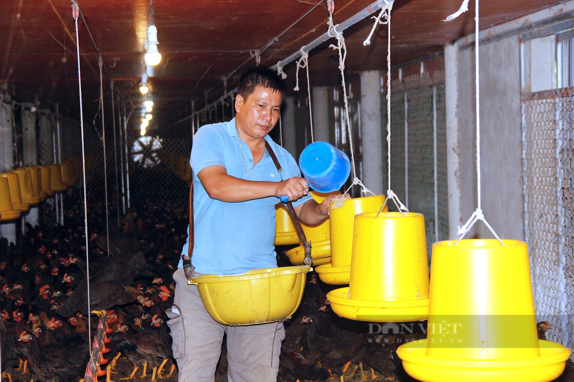 Raising chickens in cold farms, Quang Tri farmers are not afraid of sun ...