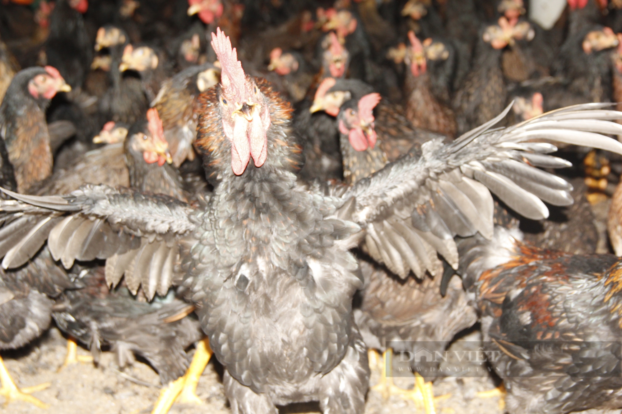 Raising chickens in cold farms, Quang Tri farmers are not afraid of sun ...