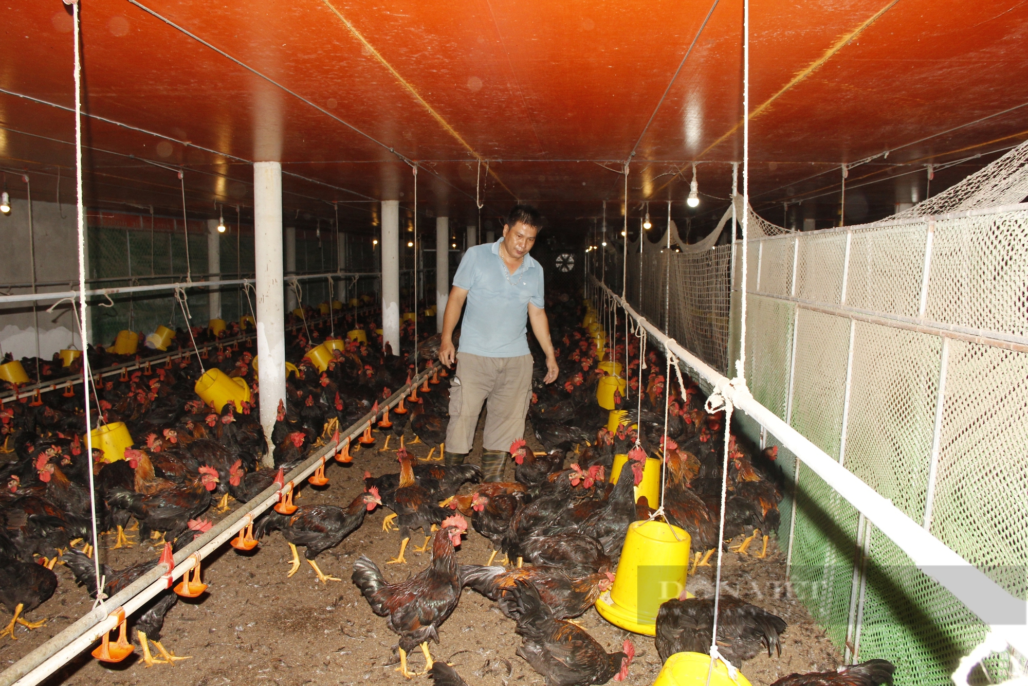 Raising chickens in cold farms, Quang Tri farmers are not afraid of sun ...