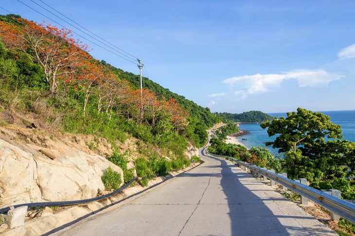 Hoa ngô đồng nở rộ trên cung đường ven biển tại hòn Lao, đảo lớn nhất của Cù Lao Chàm. Ảnh: Lê Huy Tuấn.