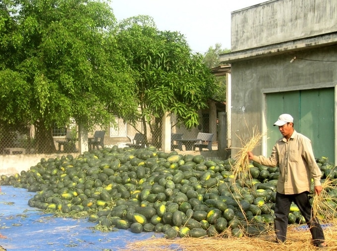 Mỗi sào dưa hấu cho thu hoạch từ 2 - 2,6 tấn, nông dân vui mừng vì có lãi  - Ảnh 3.