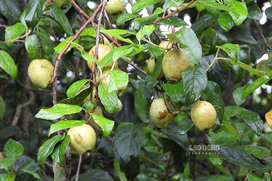 Táo mèo năm nay bị ảnh hưởng bởi sâu bệnh và mưa nhiều khiến năng suất thấp.