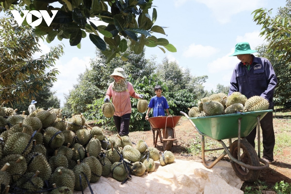 huyen krong pac Dak lak san sang cho le hoi sau rieng lan thu 2 hinh anh 2