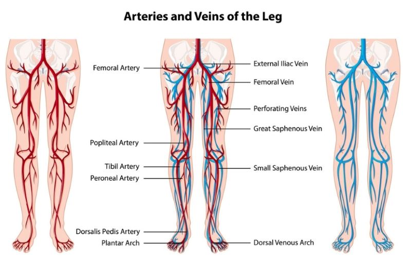 Things you need to know about the vascular anatomy of the lower leg – Vietnam.vn