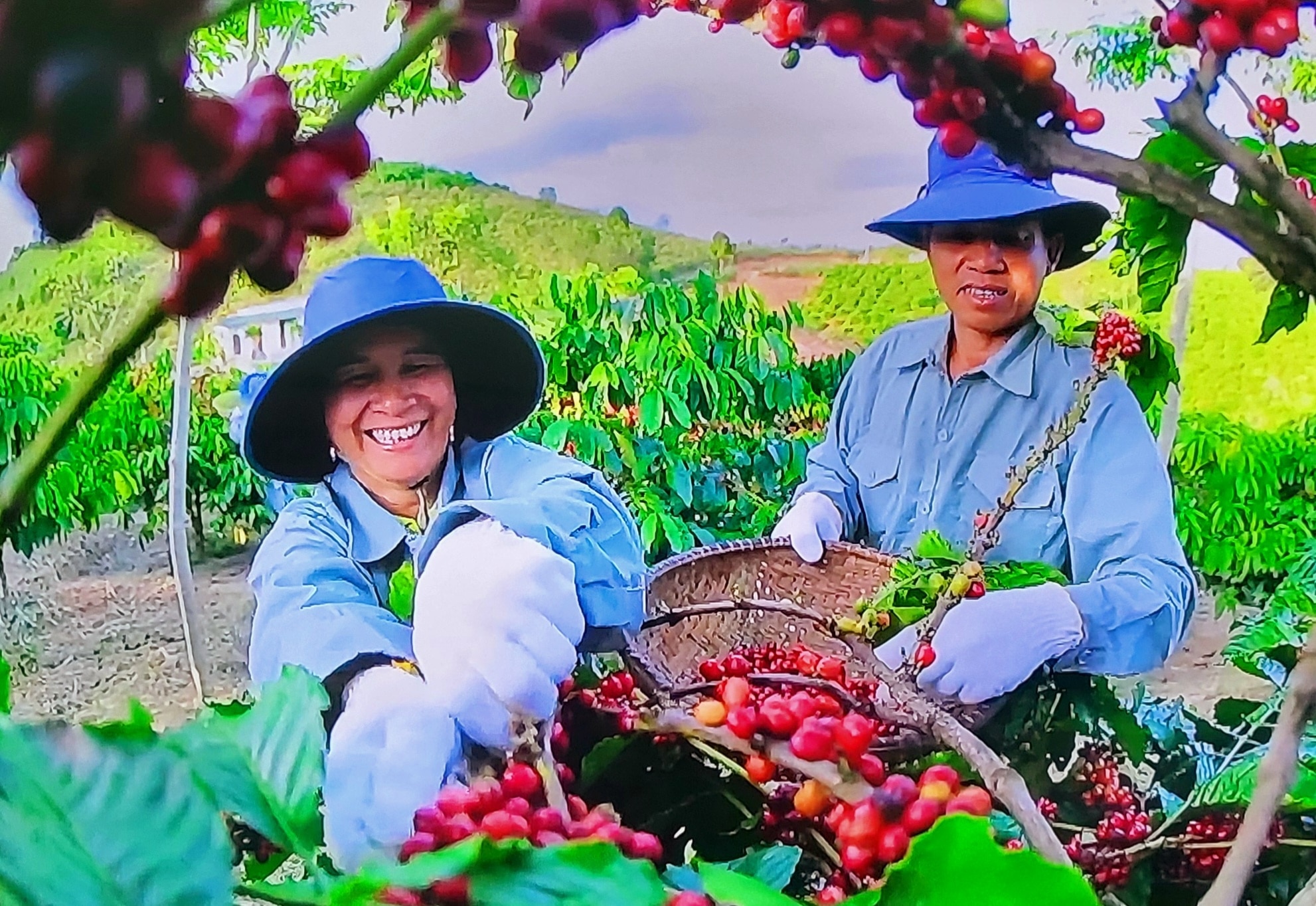 Cần cải thiện quy trình canh tác  và thu hoạch cà phê