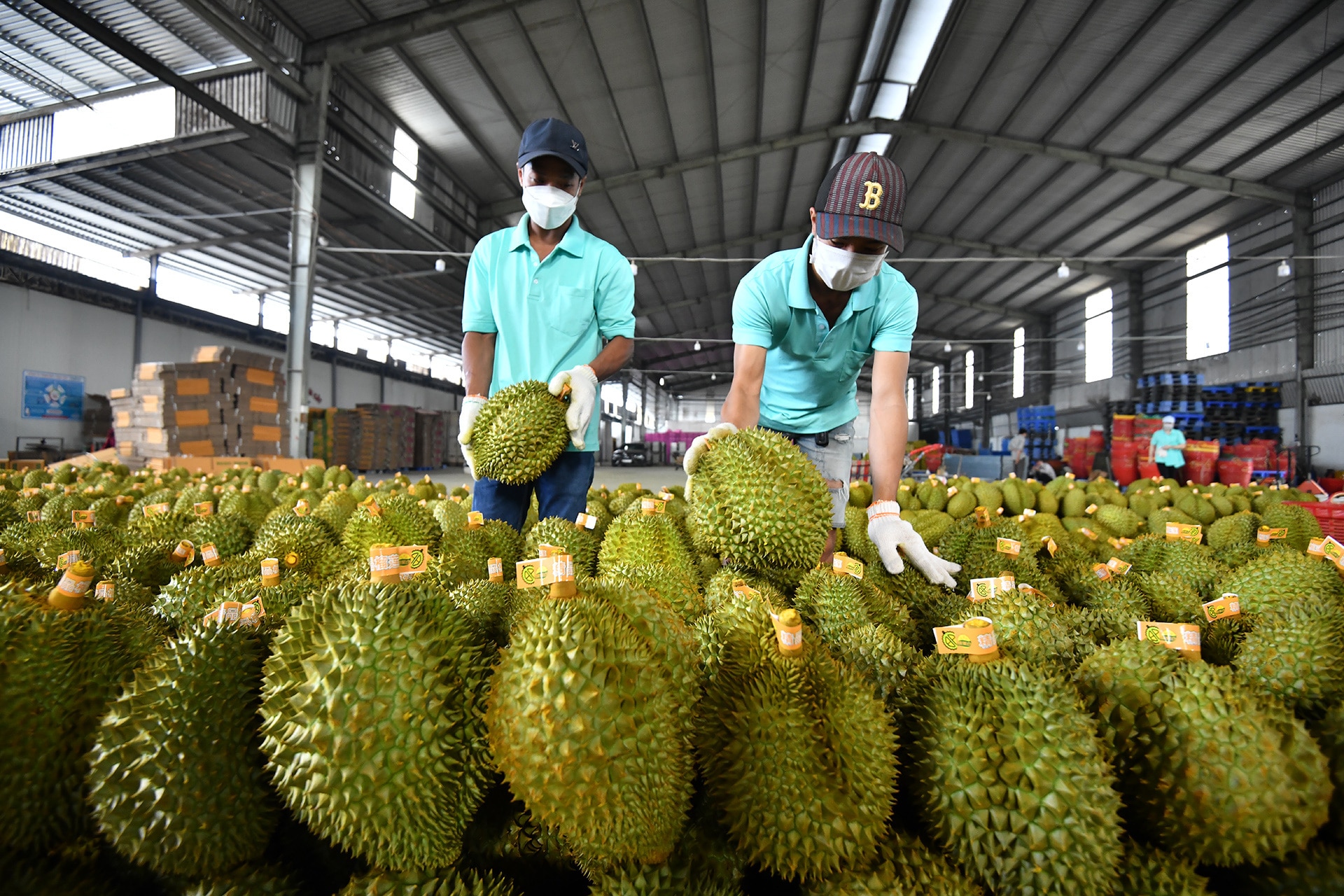 Dừa, sầu riêng Việt sang Trung Quốc có thể rẻ hơn - Ảnh 3.