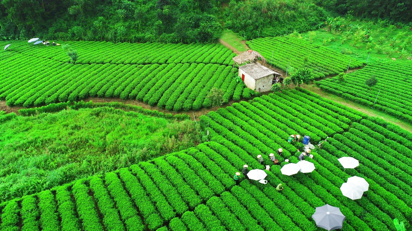 Để đồi chè Thái Nguyên thêm xanh và gia tăng giá trị- Ảnh 2.