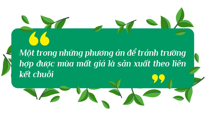 Để đồi chè Thái Nguyên thêm xanh và gia tăng giá trị- Ảnh 4.