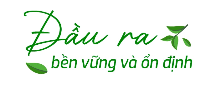 Để đồi chè Thái Nguyên thêm xanh và gia tăng giá trị- Ảnh 5.