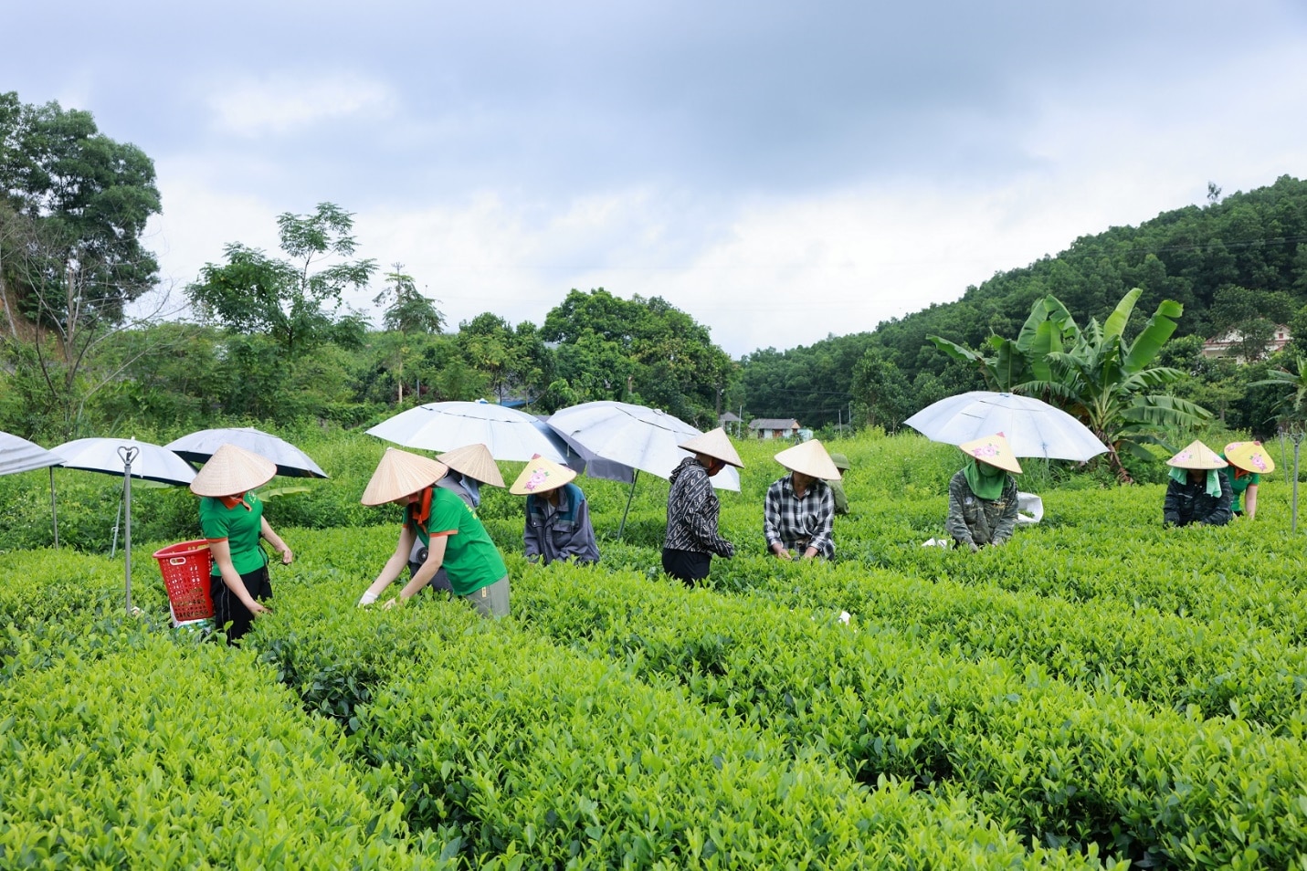 Để đồi chè Thái Nguyên thêm xanh và gia tăng giá trị- Ảnh 6.