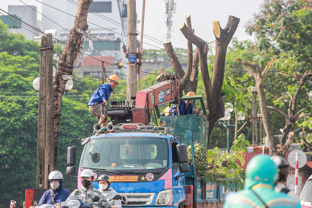 Vì sao gần 200 cây xanh ven đường Tam Trinh bị chặt hạ? ảnh 9