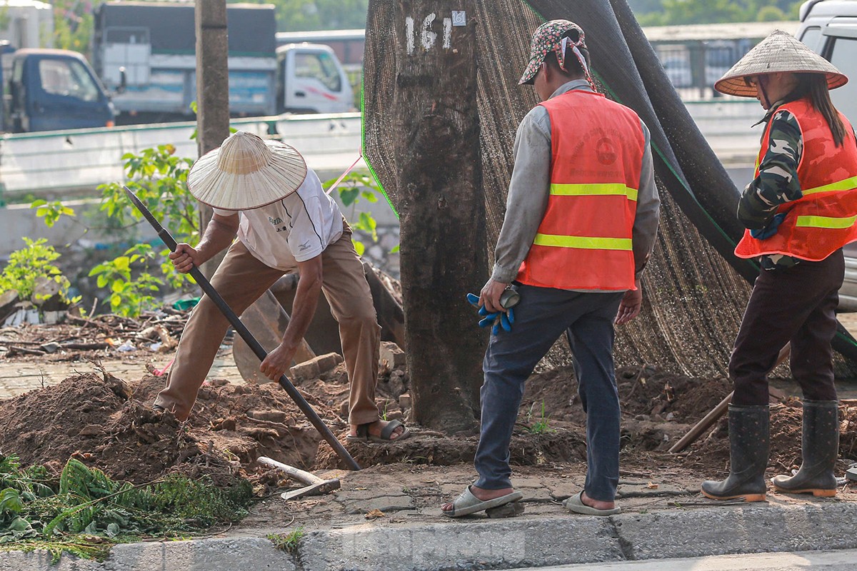 Vì sao gần 200 cây xanh ven đường Tam Trinh bị chặt hạ? ảnh 17