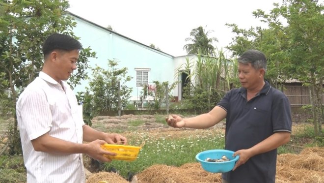 Bà con Khmer tăng lợi nhuận nhờ vào Tổ hợp tác trồng nấm rơm