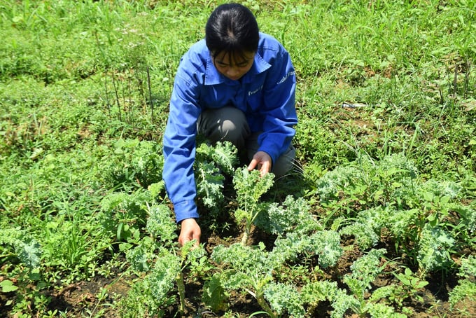 Trang trại rau hữu cơ Yuuki Farm ở xã Nhơn Hậu (thị xã An Nhơn, Bình Định). Ảnh: V.Đ.T