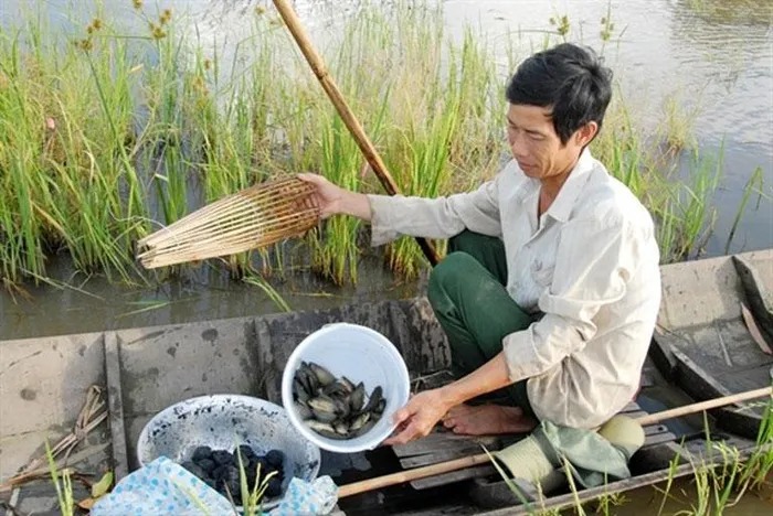 Miền Bắc 4 mùa, xuân, hạ, thu, đông, cá đồng nay đã đi đâu mà người ta thương nhớ? - Ảnh 1.