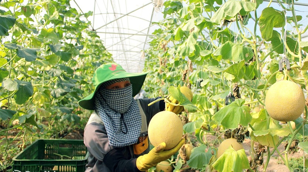 Đồng Nai thu hút nguồn nhân lực trẻ, tay nghề cao trong lĩnh vực nông nghiệp. Ảnh: ITN