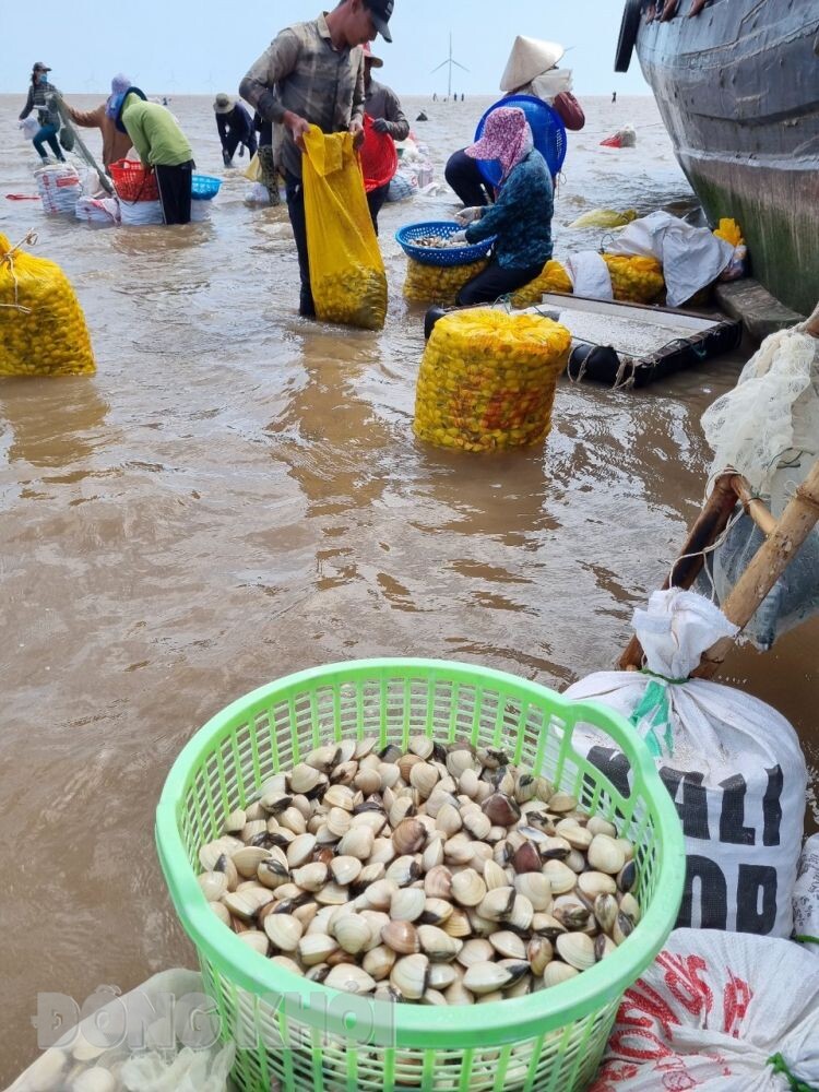 Con nghêu chả phải cho ăn, HTX này ở Bến Tre nuôi kiểu gì mà 7 tháng đã thu hơn 43,2 tỷ?- Ảnh 1.