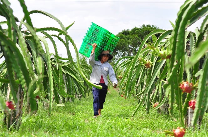 Đồng Nai nâng cao thu nhập cho người dân nông thôn. Ảnh: ITN