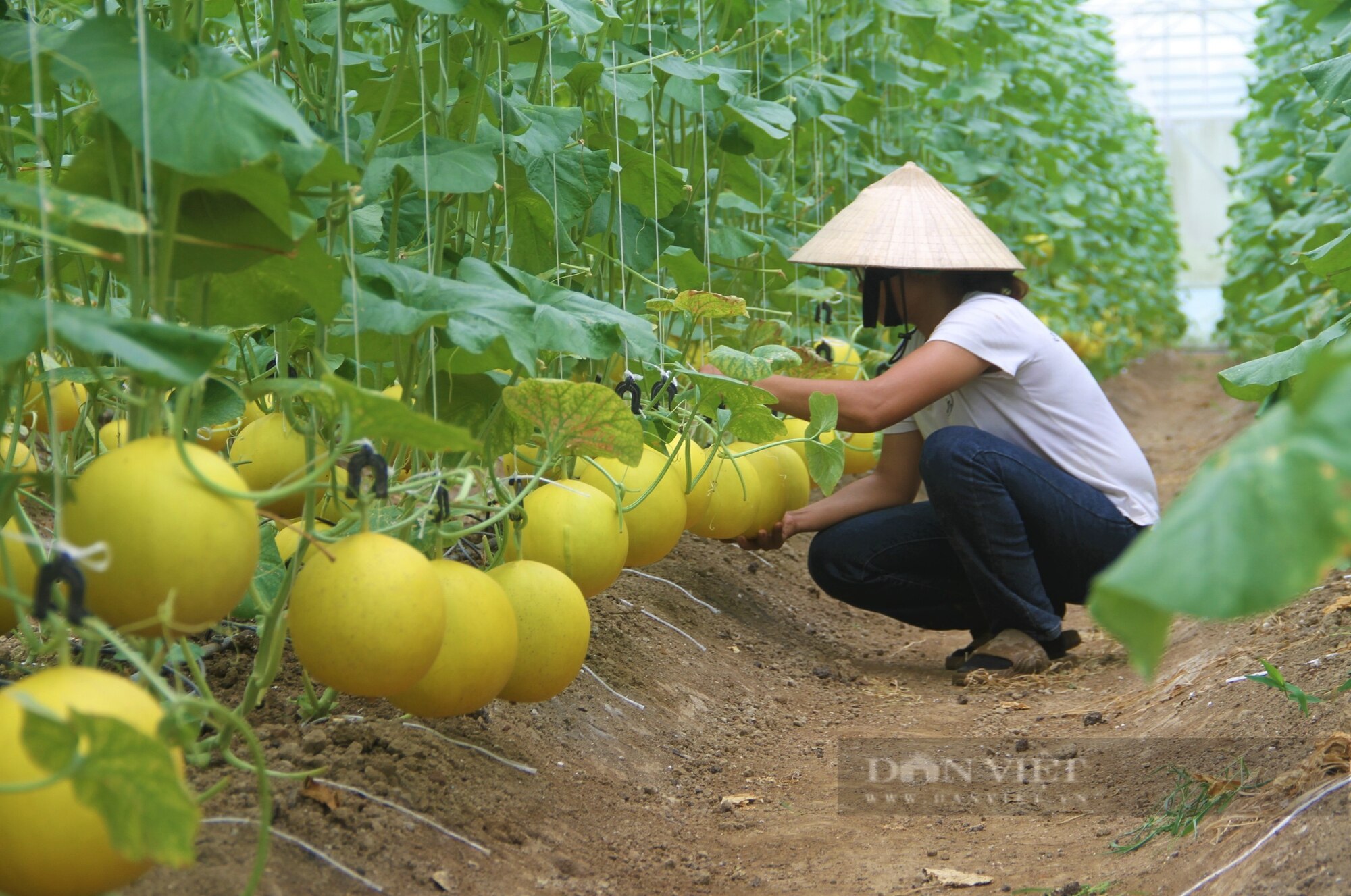 SunMart+ trang trại hữu cơ đẹp như phim với đủ loại rau, củ, quả sạch ai đến cũng mê - Ảnh 1.