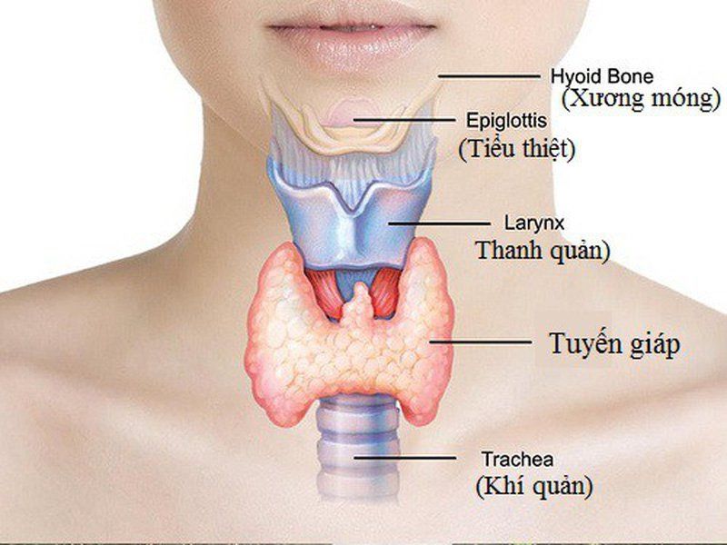 Tuyến giáp nằm ở phía trước cổ họng và có hình dáng như một con bướm