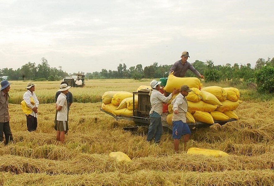 Giá gạo đang đi lên, doanh nghiệp vẫn lo ngại nguy cơ thua lỗ cuối năm - Ảnh 2.