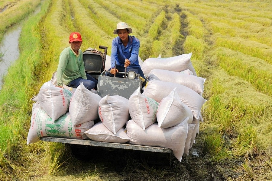 Xuất khẩu gạo tăng mạnh, Trung An, Lộc Trời, Angimex vẫn ngập trong khó khăn, thua lỗ - Ảnh 3.