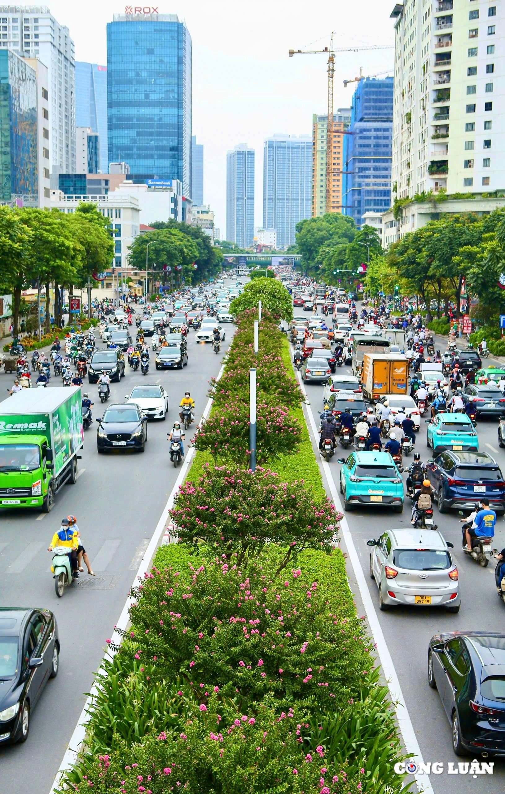 hoa tuong vi khoe sac tren nhieu cung duong tai thu do ha noi hinh 1