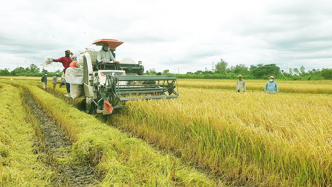 Hội đồng lúa gạo quốc gia sẽ là 