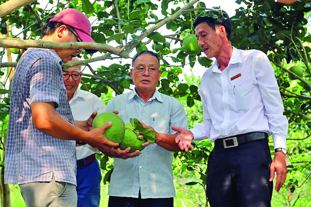 Nhiều vùng nguyên liệu nông sản tiếp cận được nguồn vốn vay ưu đãi để phát triển sản xuất, chế biến xuất khẩu 