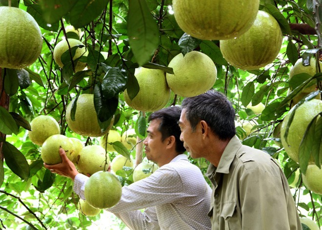 Lần đầu tiên, 7 loại nông sản của tỉnh Tuyên Quang được xuất khẩu sang Anh Quốc, là những sản phẩm nào?- Ảnh 1.